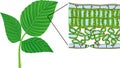 Sectional diagram of plant leaf microscopic structure.